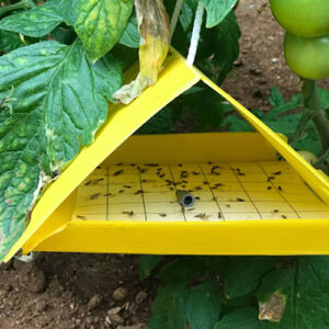 delta traps for insects